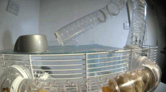 豆瓣9.1，看一次被萌一次，根本顶不住它们的可爱