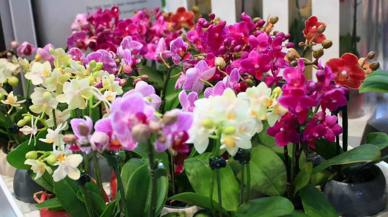 这8种花你不要乱浇水,新手种花品种推荐