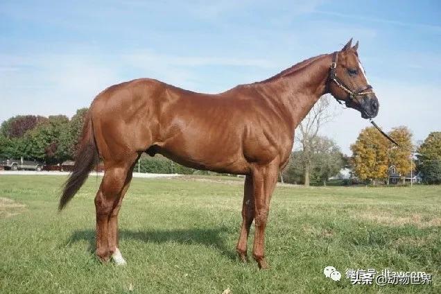世界最好的十个品种马 (世界上最美丽的10类品种马)
