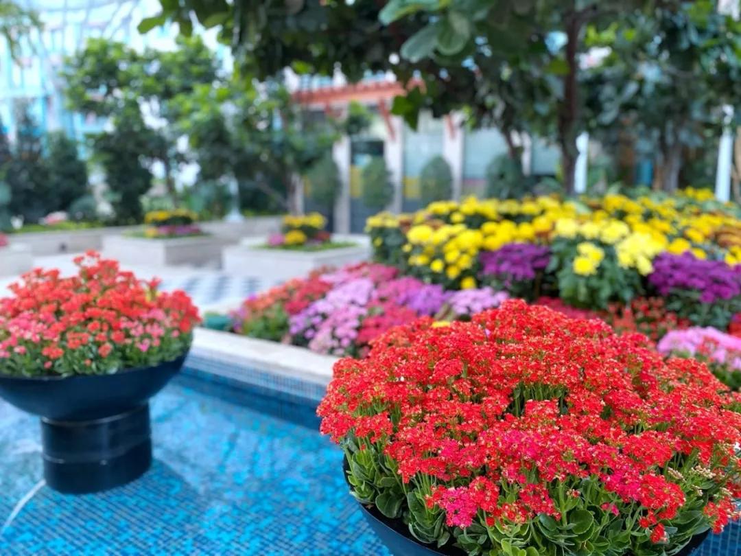 疫情期间去埃及旅游的亲历,疫情期间从深圳直飞洛杉矶体验