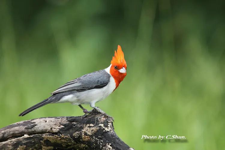 你认识吗丁啉,你认识吗