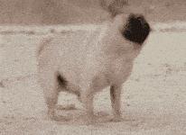 彻底根除耳螨的方法,除螨经验分享