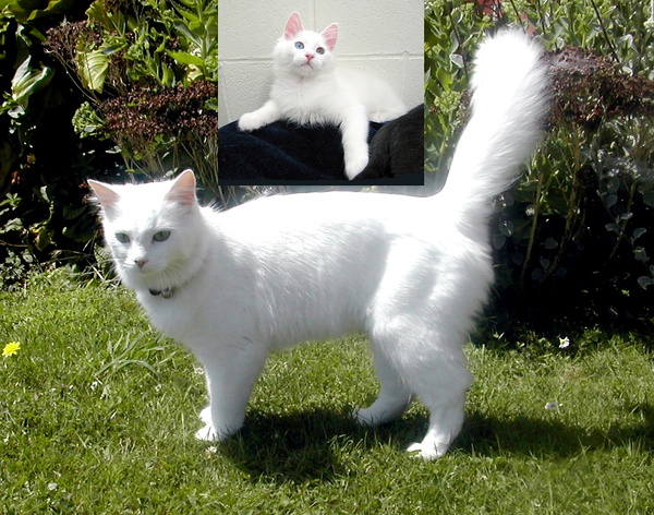 名贵猫咪的品种及图片大全,十大名贵猫咪品种排行榜