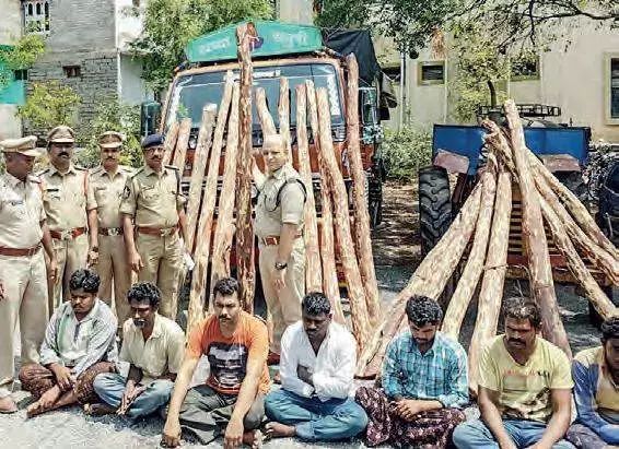 印度小叶紫檀骗局套路,印度小叶紫檀绝迹否