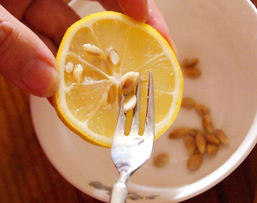 吃剩的水果种子种盆栽,吃剩下的种子种盆栽