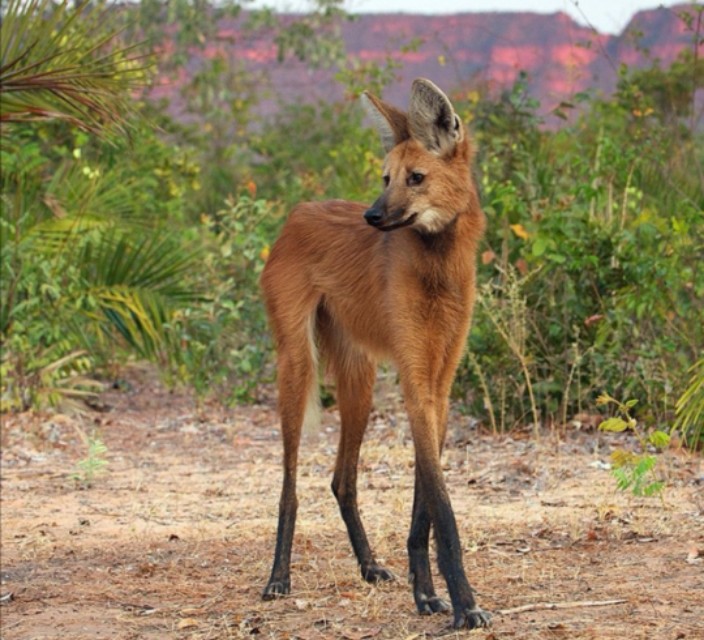 狮子和老虎谁厉害动物冷知识,动物冷知识合集