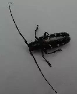 果树清园到底用什么药最好,冬季蜜柚清园管理要点