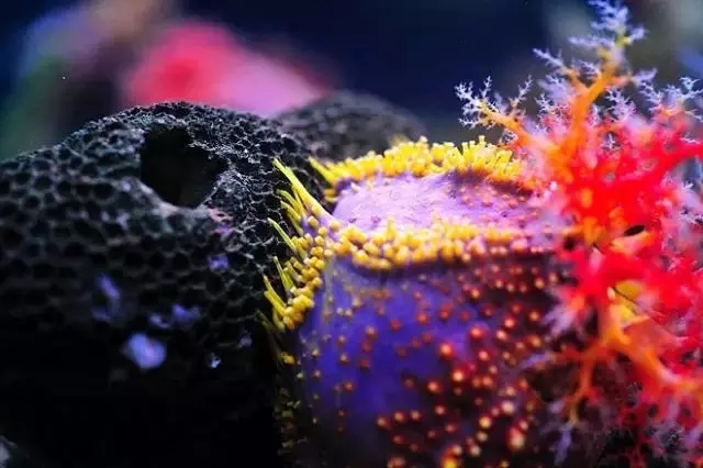 海苹果可以养吗,海苹果可以和谁一起养