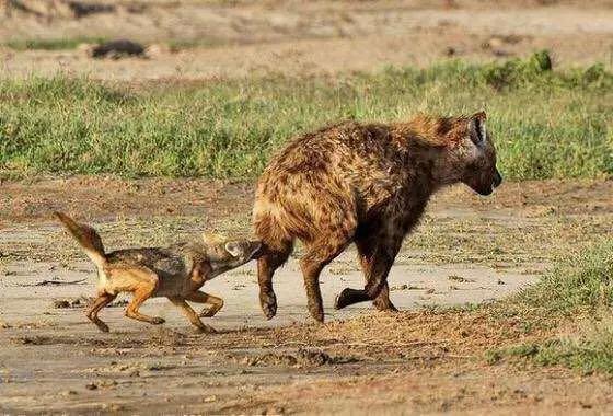 胡狼“大帝”：比平头哥胆子还大的非洲蹭饭王