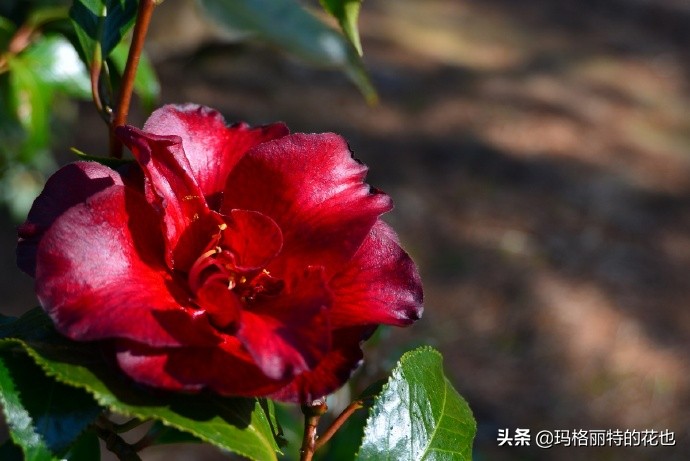 历史悠久的十大名花（海量美图），你选哪个做国花？