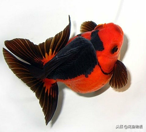 鎏金金鱼资深鱼友,鎏金鱼金鱼品种图片