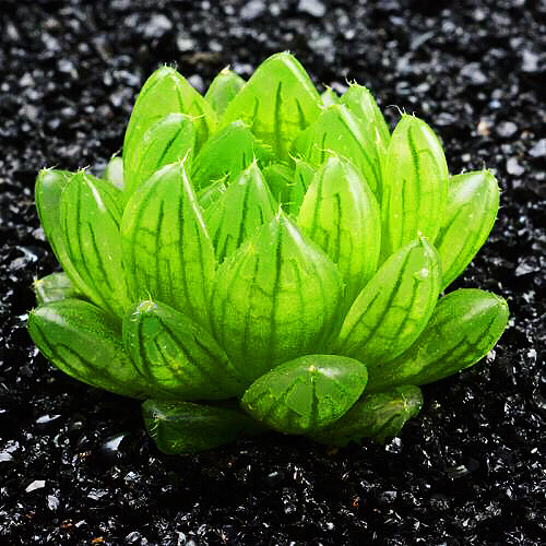 冰灯玉露防辐射彩色多肉植物,超大母本冰灯玉露多肉植物