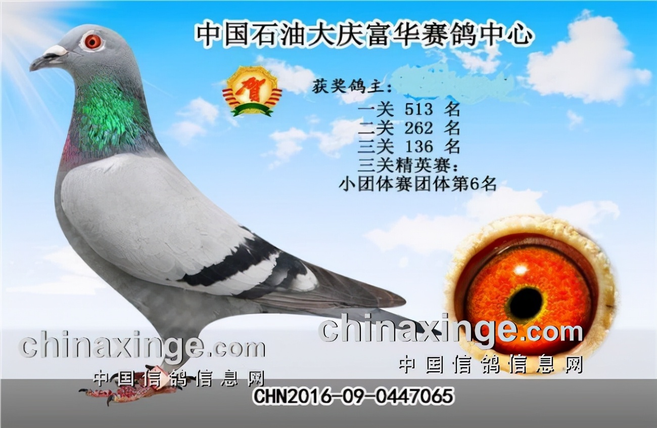 上海七旬老将的光耀：超远程结硕果公棚斩佳绩