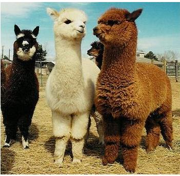 今天我们来聊聊英语的英文,今天我们来聊一聊