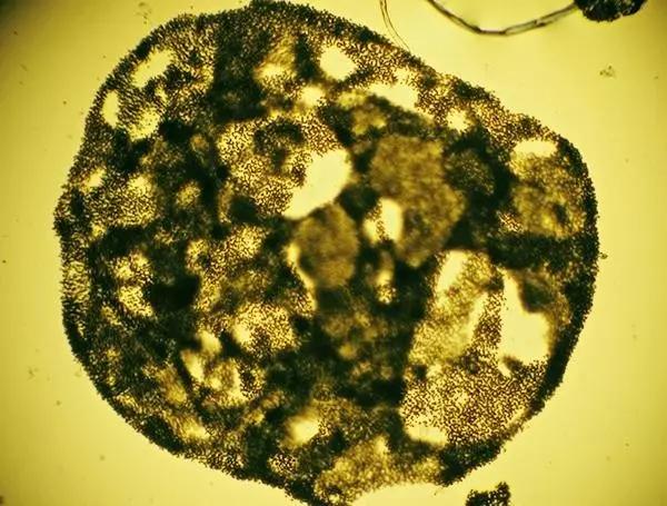 水产养殖业藻类的生命周期,水产养殖常见藻类植物