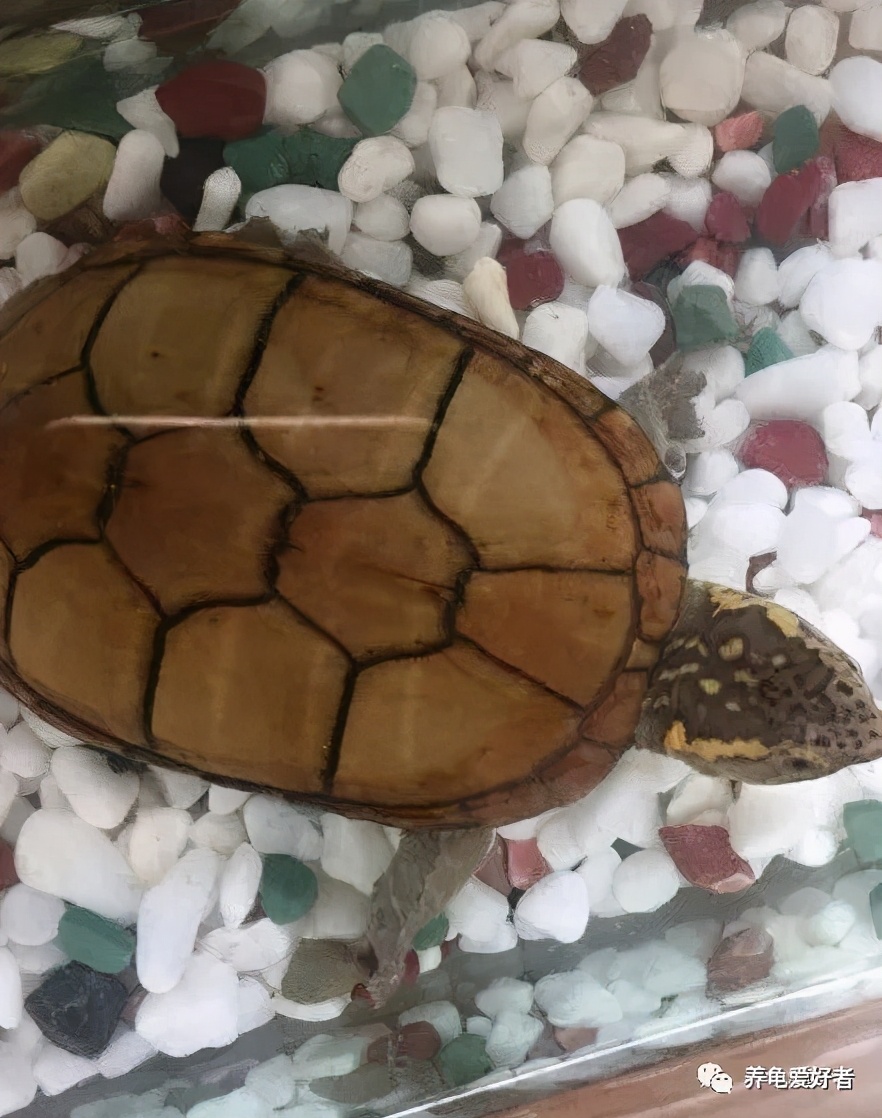 龟缸里有味道怎么处理,龟缸换水还是有白泡沫怎么处理