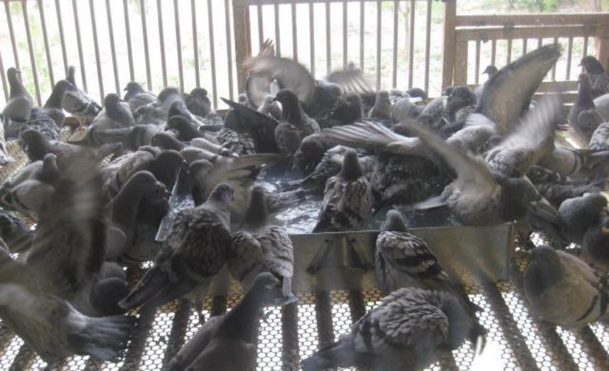 信鸽如何尽快适应新鸽舍,赛鸽知识分享鸽子飞不高