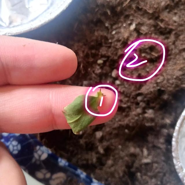 茶花烂根处理发芽后管理,茶花盆栽不长怎么办