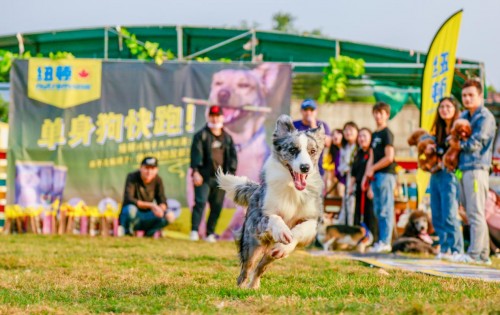 单身汪的逆袭,单身汪实力