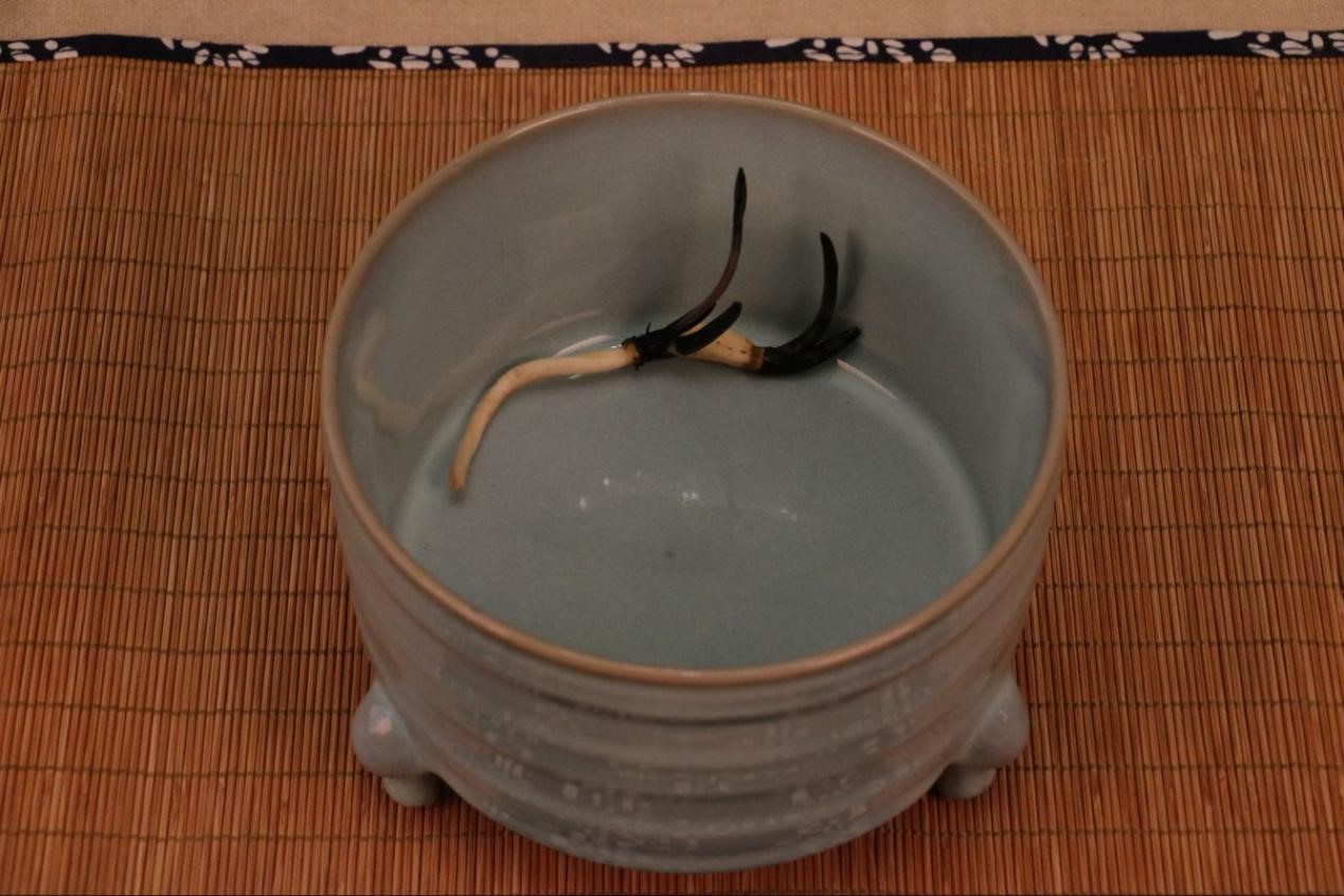 碗莲怎么磨开口,碗莲的正确打开方式