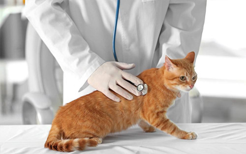 猫咪腹泻拉稀吃什么食物好,猫咪拉肚子要怎么喂益生菌