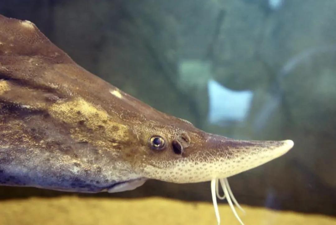 最大的鳇鱼多少斤,目前发现最大鳇鱼