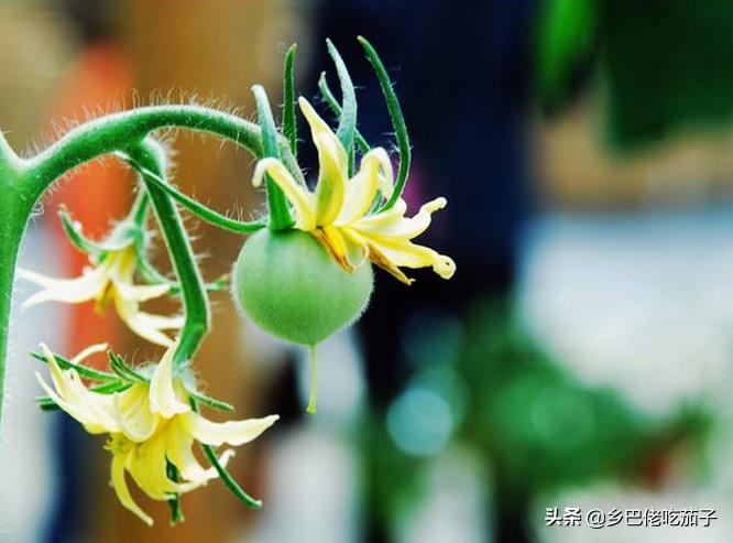 西红柿双蔓整枝打杈打顶视频,西红柿打枝种植方法全过程