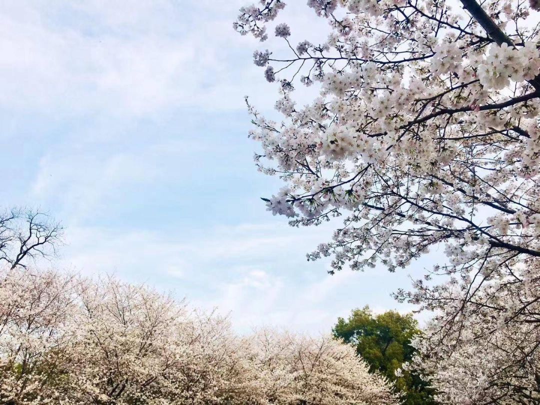 “我还没见过有那个城市的春天，能比武汉还美！”
