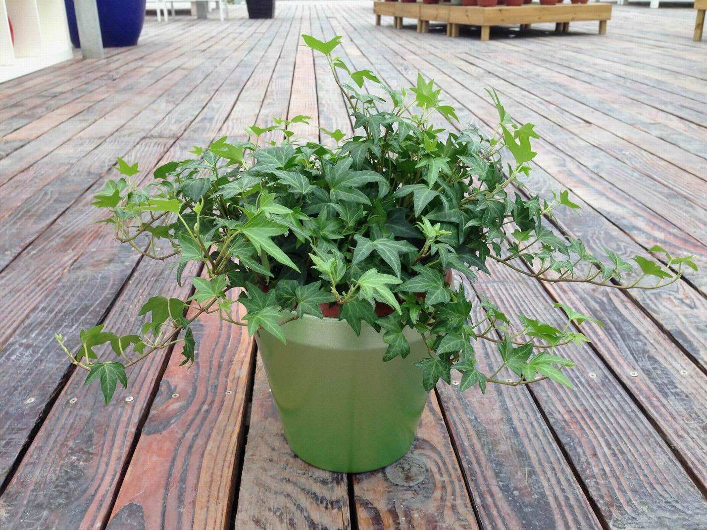 空气净化器适合放什么植物,房间空气净化用什么植物