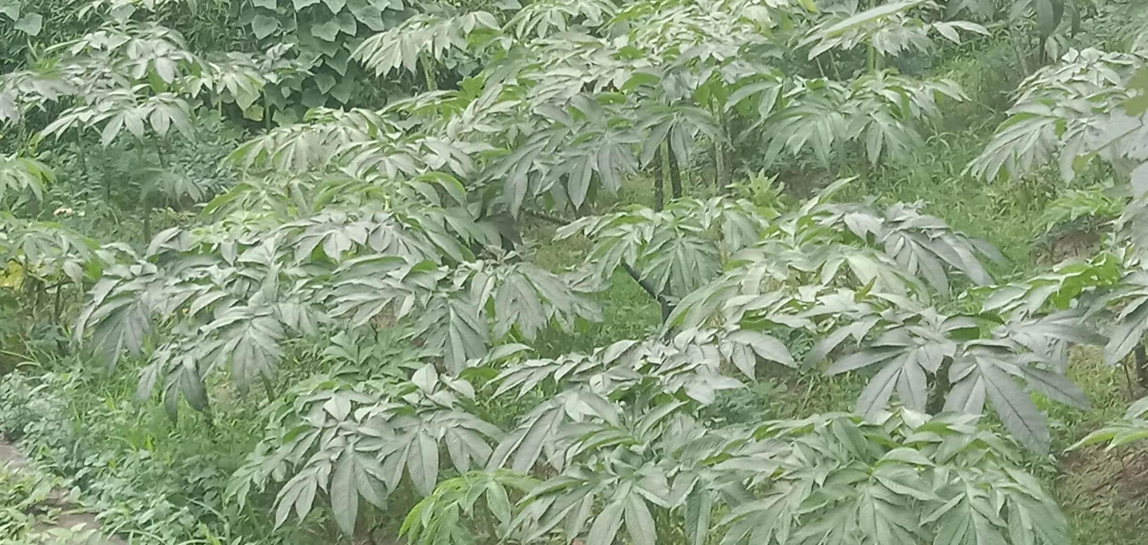 魔芋什么时候采收最好,魔芋栽培用啥肥料好