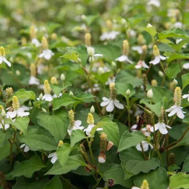 园林耐阴药大全,园林耐阴苗木套种花
