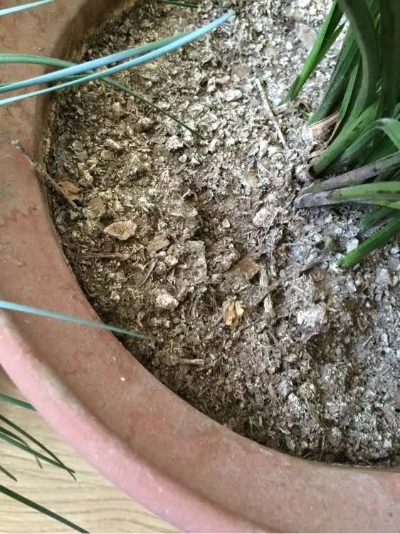 花土碱性大的原因和解决方法,花土是深层土好还是浅层土好