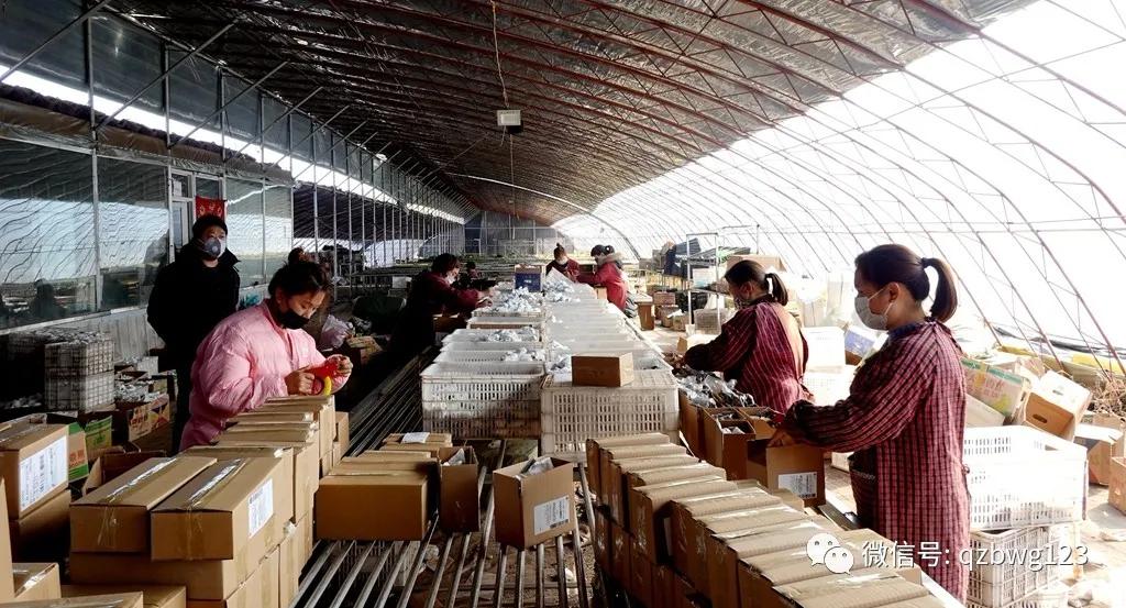 河北曲周多肉植物批发,曲周县西木多肉科技