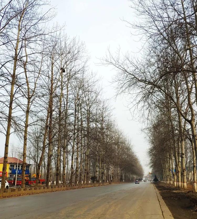 疫情下的平山,东莞平山疫情最新今天