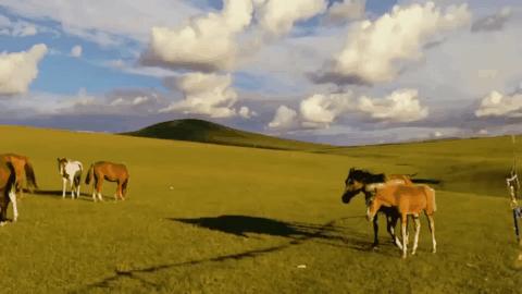 五一假期闺蜜去大兴安岭穷游,闺蜜自驾大草原