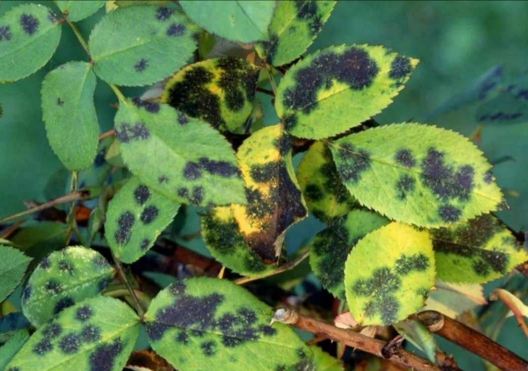梅雨季节月季怎样抗黑斑病,夏天雨季月季黑斑病很严重怎么办