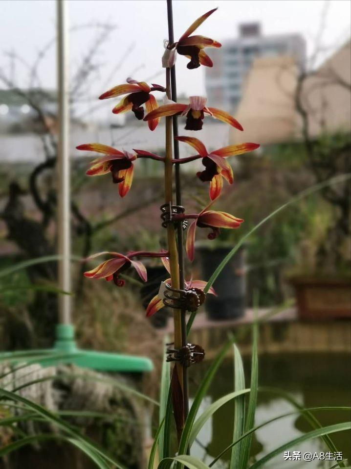 兰花蕙兰绝品传奇,每日一品茶叶