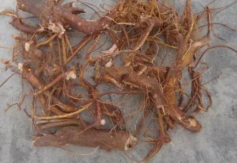 叶似手掌，根含牛奶，因价值高常年遭人盗挖，若发现请及时制止