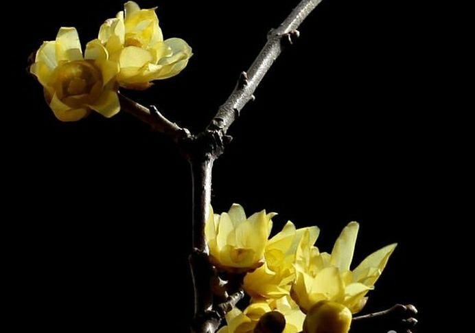 傲雪凌霜的腊梅正在绽放,傲立寒冬的腊梅