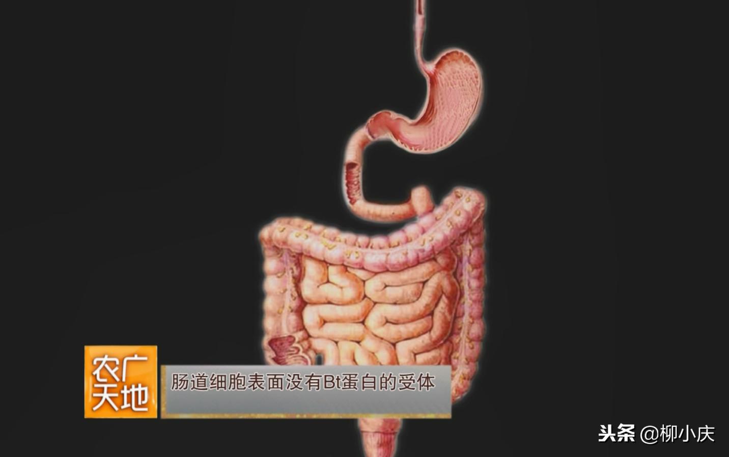 “我们追求的就是′虫吃了会死，人吃了没事′”这么高端！