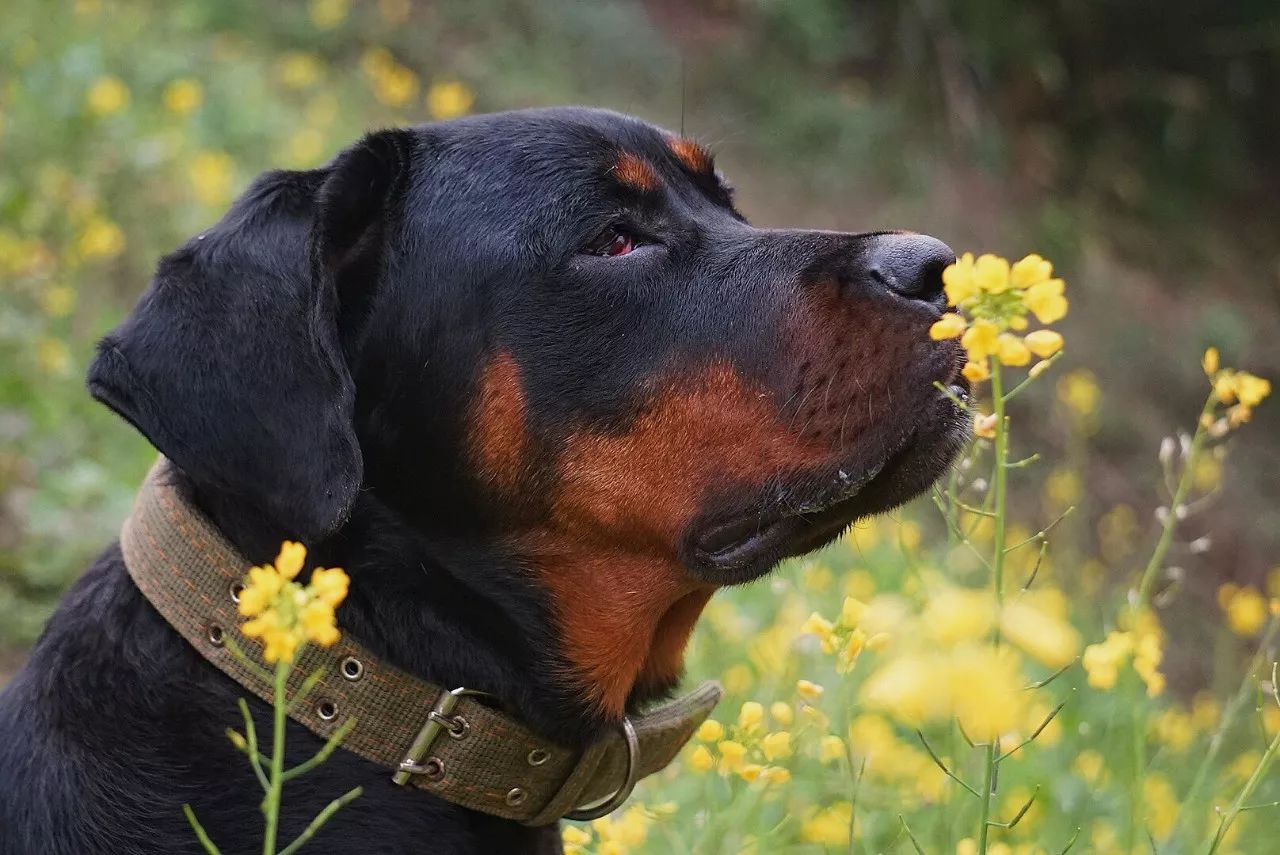 特别的萌给特别的你