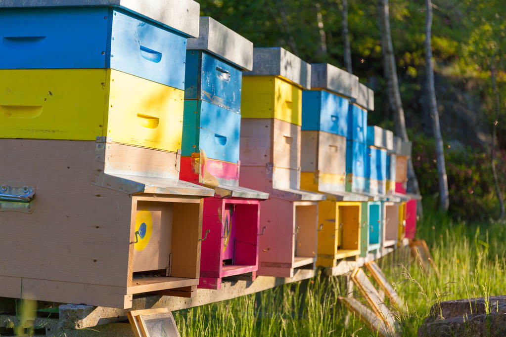 蜜蜂养殖技术蜜蜂如何合箱,土养蜜蜂分蜂后巢皮怎么管理