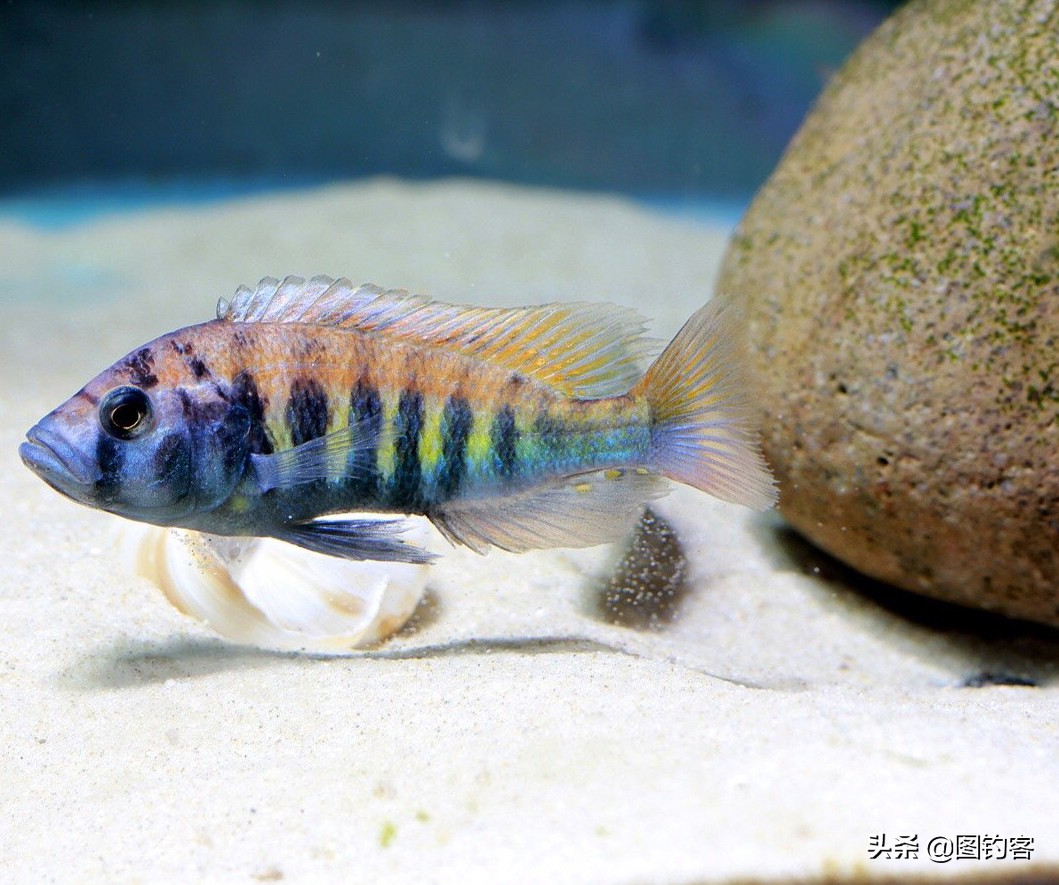 “一生都在打架中度过”：中国斗鱼，是观赏鱼中的“平头哥”