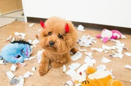 贵宾会把家里谁当主人,巴哥犬把你当妈妈了