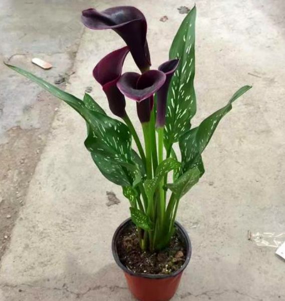 马蹄莲的种殖方法和注意事项,马蹄莲怎么催芽开花