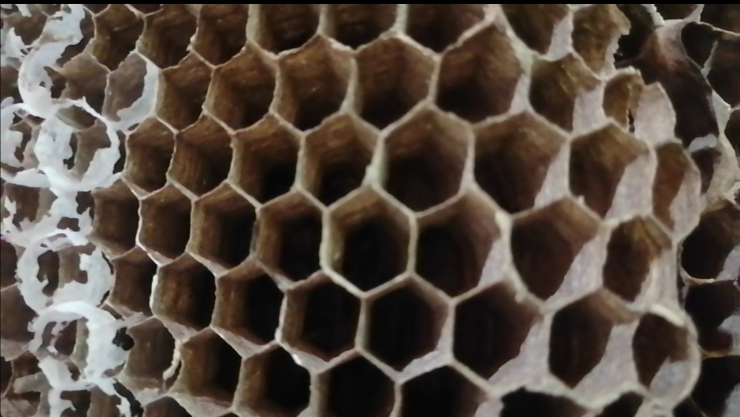 野生马蜂窝一般有多大,野生最大的马蜂窝是多大