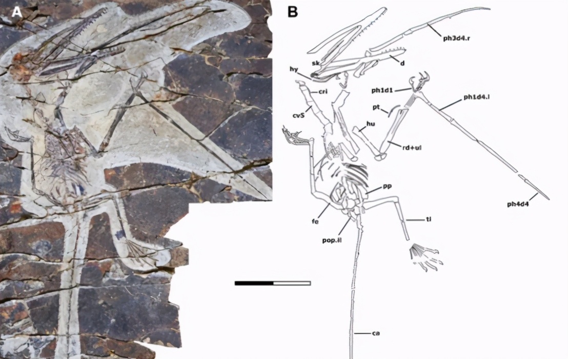 会滑翔猴子有哪些种类,会滑翔的小猴子