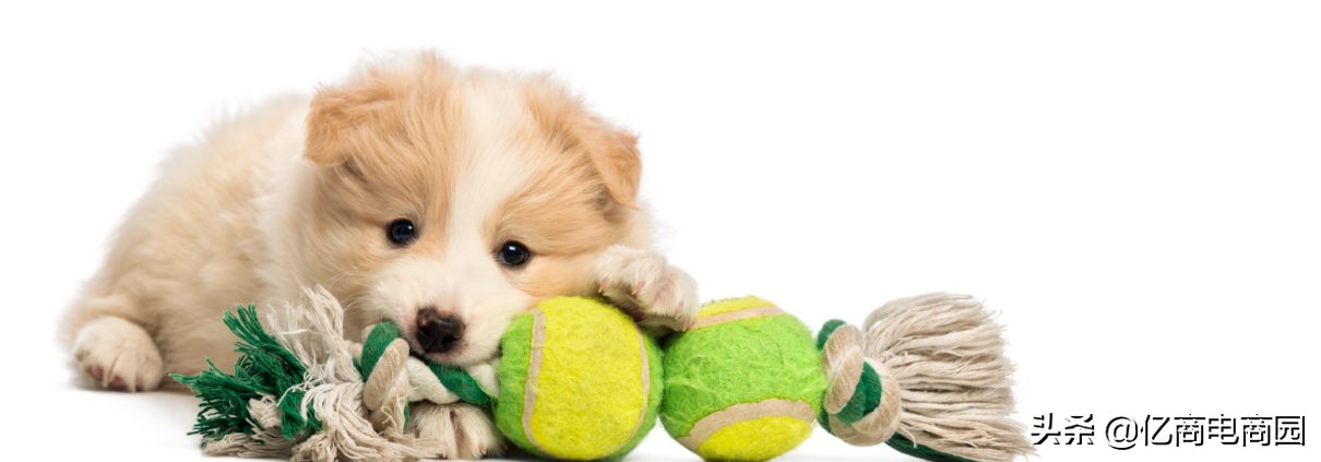 宠物用品市场大全,批发宠物用品在哪里进货