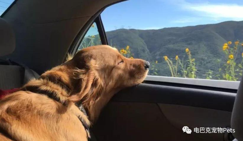 狗狗晕车呕吐怎么办,狗狗晕车几天恢复