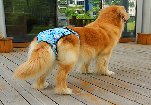 「养狗经验」狗狗尿尿有血怎么回事？狗狗尿血的三大原因